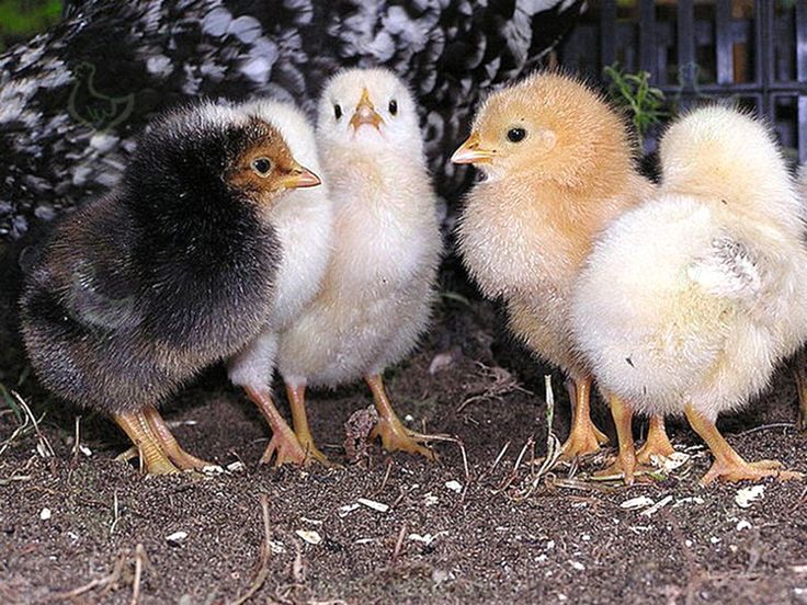 Продам цыплят Ломан Браун и Испанки-голо шейки г.=25гр. 2024 г. Днепр