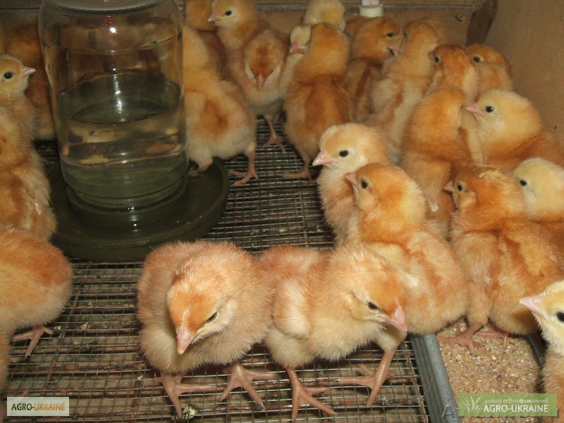 Фото 2. Продам цыплят Ломан Браун и Испанки-голо шейки г.=25гр. 2024 г. Днепр