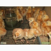 Продам цыплят Ломан Браун и Испанки-голо шейки г.=25гр. 2024 г. Днепр