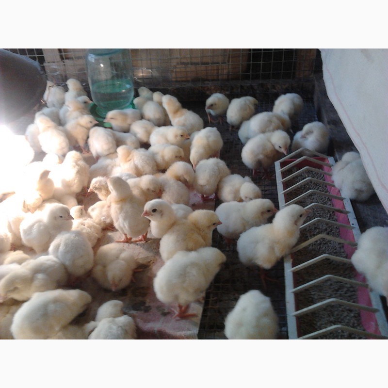 Фото 3. Продам цыплят Ломан Браун и Испанки-голо шейки г.=25гр. 2024 г. Днепр