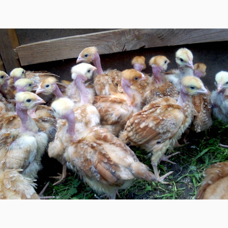 Фото 4. Продам цыплят Ломан Браун и Испанки-голо шейки г.=25гр. 2024 г. Днепр