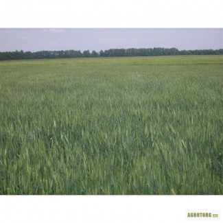 Насіння пшениці