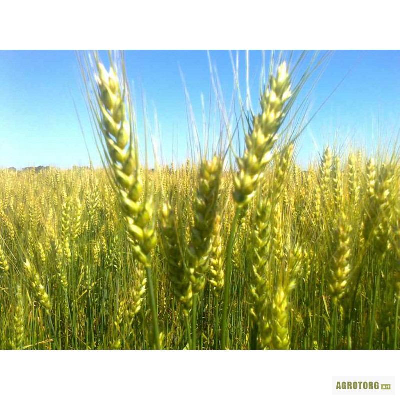 Фото 2. Насіння пшениці