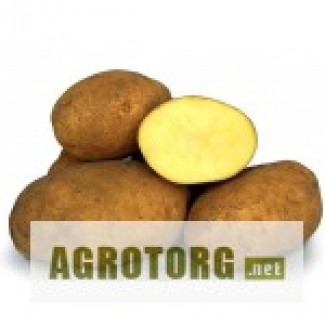 Семенной картофель в Украине