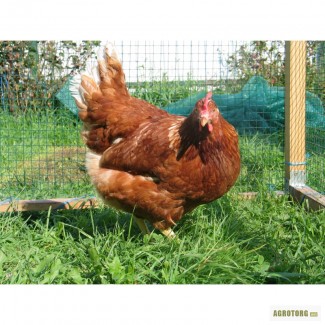 Курица-несушка Ломан Браун