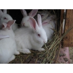 Продам кроликов Калифорнийско,Новозеландс кой породы и гибрид Паннон