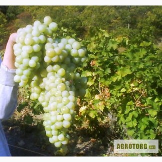 Продаём виноград столовых сортов Мускат-Италия, Молдова. Вся продукция с Южного Берега Кры