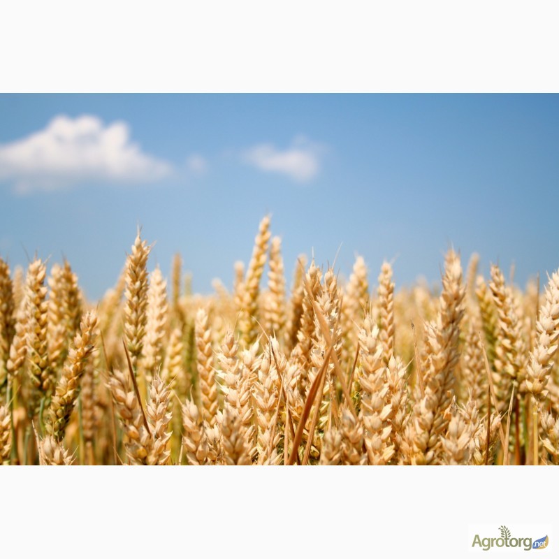 Фото 2. Насіння пшениці найкращих сортів