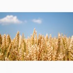 Насіння пшениці найкращих сортів