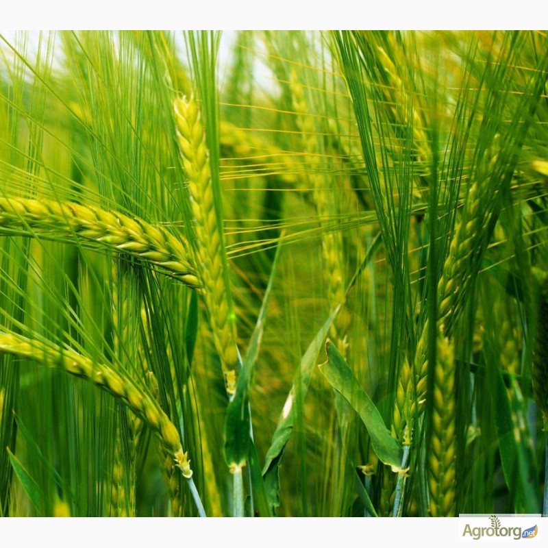 Фото 3. Насіння пшениці найкращих сортів
