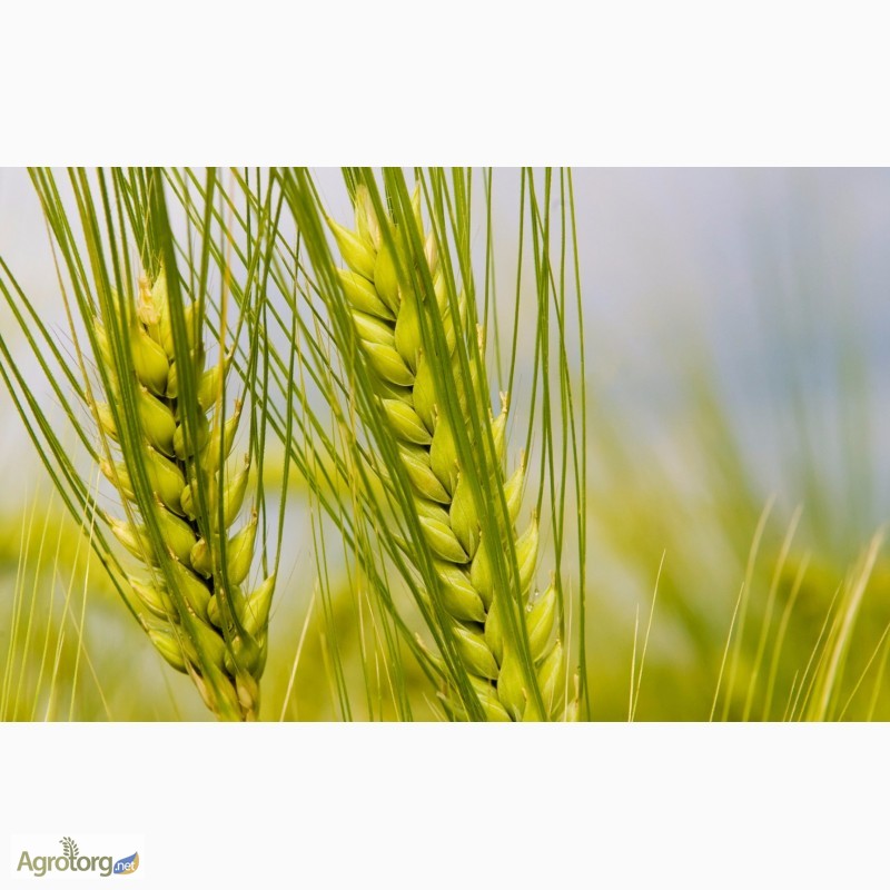 Фото 4. Насіння пшениці найкращих сортів