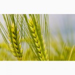 Насіння пшениці найкращих сортів