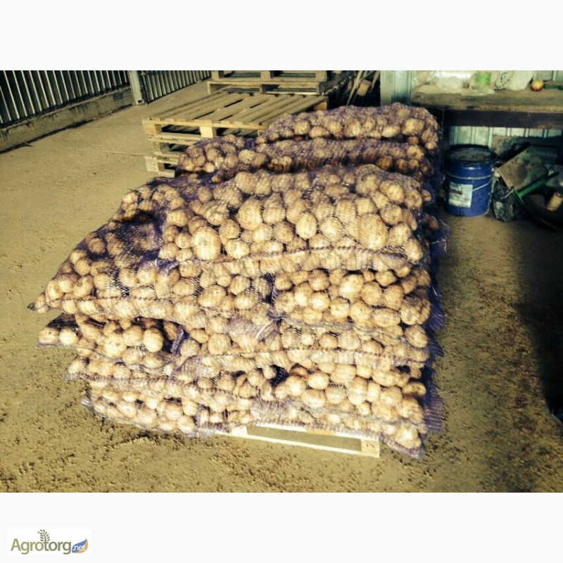 Фото 2. Продовольственный и семенной картофель оптом от 20 тн от производителя