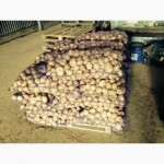Продовольственный и семенной картофель оптом от 20 тн от производителя