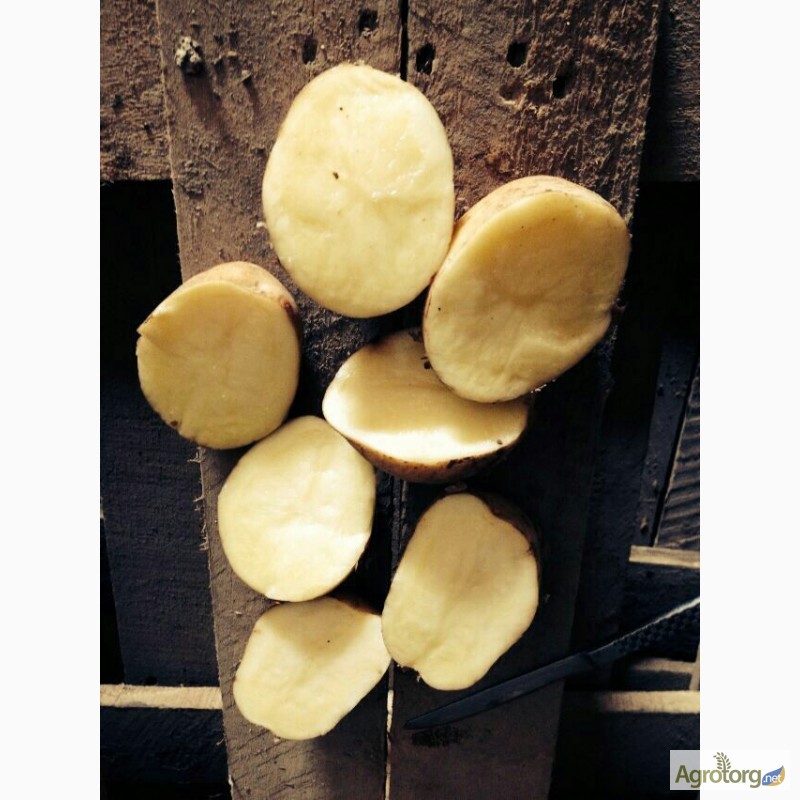 Фото 3. Продовольственный и семенной картофель оптом от 20 тн от производителя