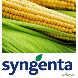 Семена кукурузы Syngenta различных гибридов 2015 года