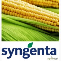 Семена кукурузы Syngenta различных гибридов 2015 года
