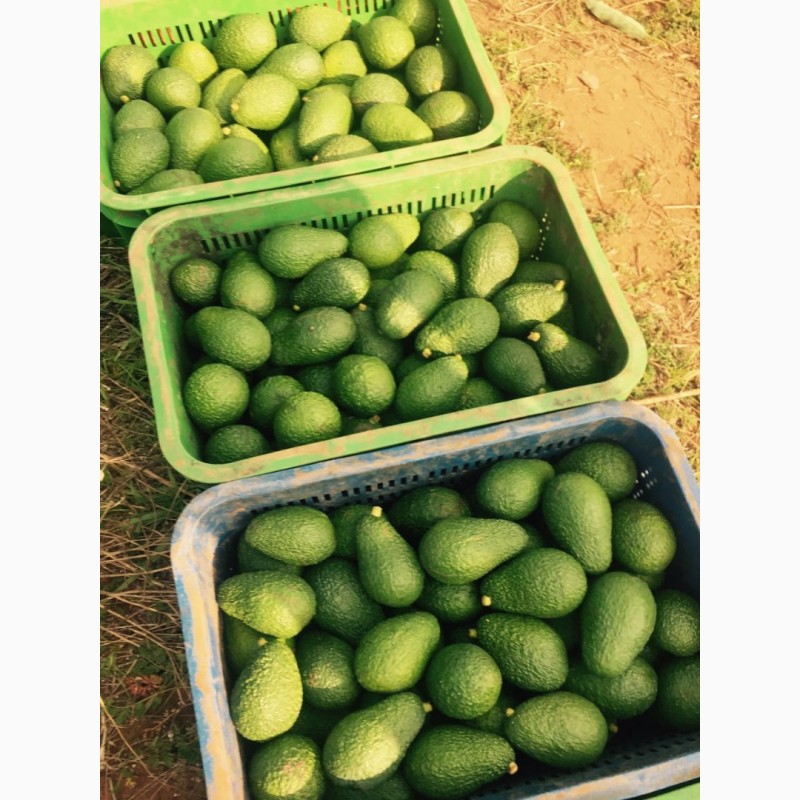 Фото 3. Продадим авокадо