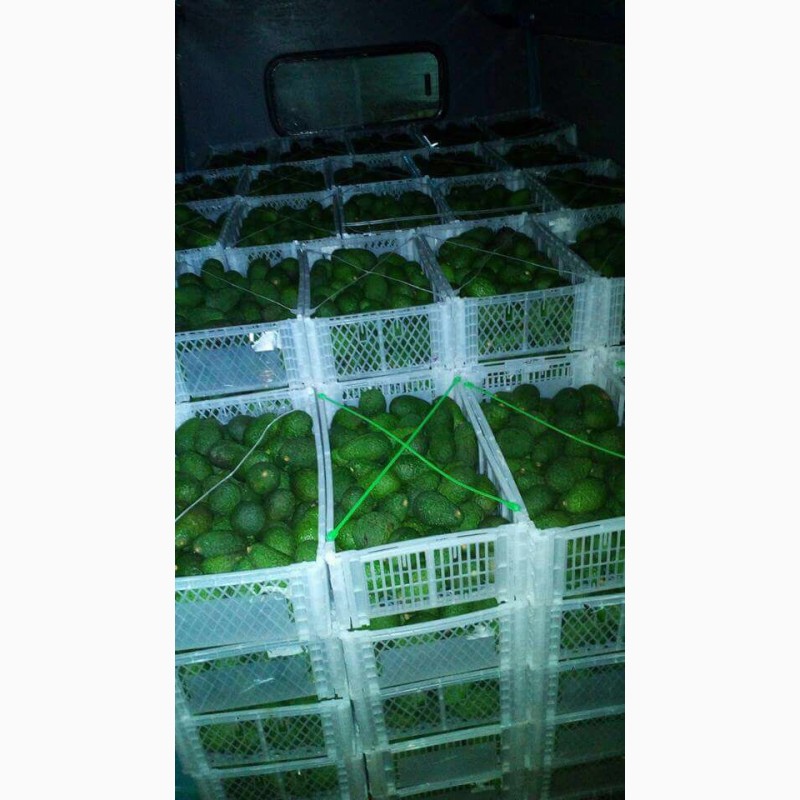 Фото 5. Продадим авокадо