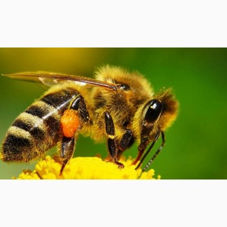 Пчеломатки Украинская степная порода 2017г с доставкой по Украине