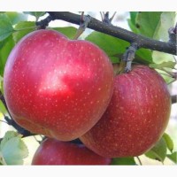 Продадим яблоки с собственного сада Джонатан, Джонагоред, Джонаголд