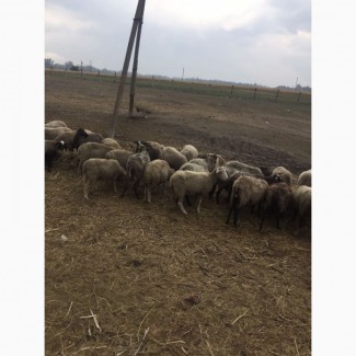 Продам овец породы меринос