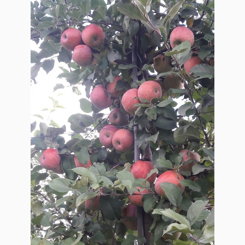 Фото 2. Продам яблоки сорта Фуджи Кику