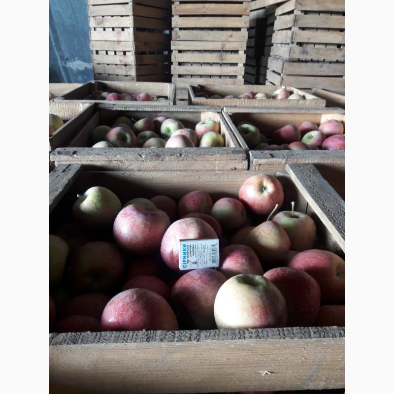 Фото 3. Продам яблоки сорта Фуджи Кику