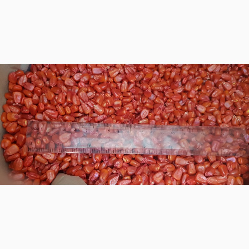 Семена кукурузы CORBIN FS - 899 ФАО Канадский трансгенный гибрид