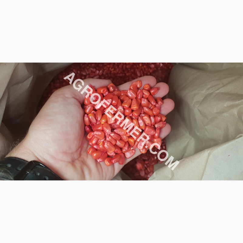 Фото 2. Семена кукурузы CORBIN FS - 899 ФАО Канадский трансгенный гибрид