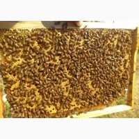 Продам стандартні Бджолопакети