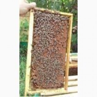 Бджолопакет карпатка