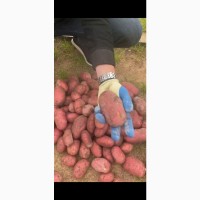 Продам товарный картофель из Беларуси