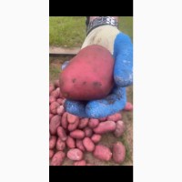 Продам товарный картофель из Беларуси