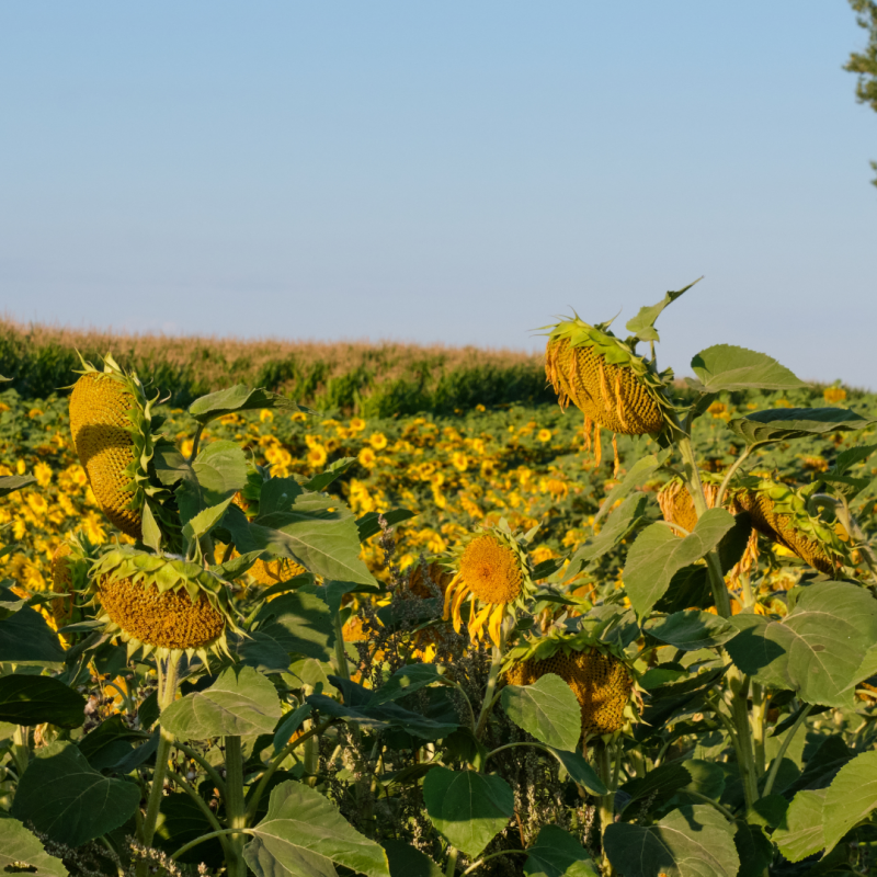 Фото 3. Продам насіння соняшника під гранстар Гібрид КАРАТ 108-110 дн