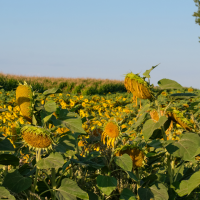 Продам насіння соняшника під гранстар Гібрид КАРАТ 108-110 дн