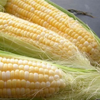 Продам нассіня кукурузи від виробника