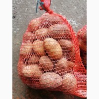 Продам картофель сорт Челленджер от производителя