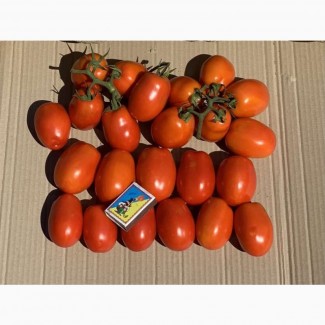 Продам помидоры Сливка 3402