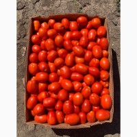 Продам помидоры Сливка 3402