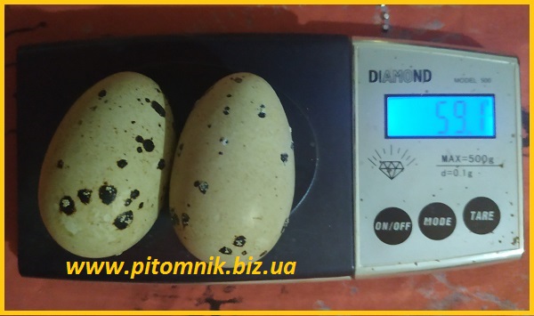 Фото 6. Яйца инкубационные Техасец белый утяжеленный - супер бройлер