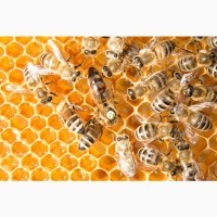 Продаю бджолосімї на даданівську рамку післю обліту, порода місцева