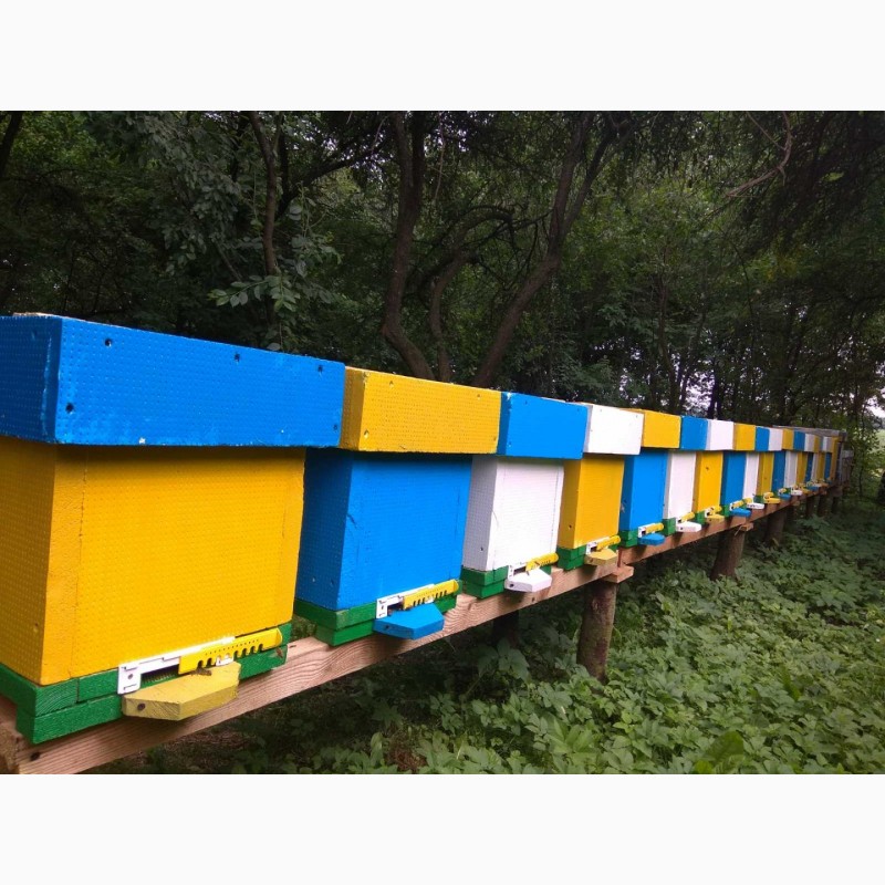Фото 3. Продаж бджолопакетів та бджолосімей КАРНІКА