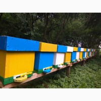 Продаж бджолопакетів та бджолосімей КАРНІКА