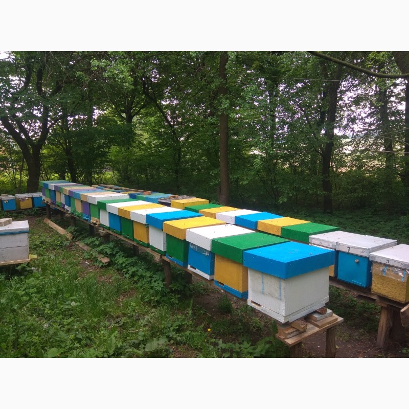 Фото 2. Продаж бджолопакетів та бджолосімей КАРНІКА