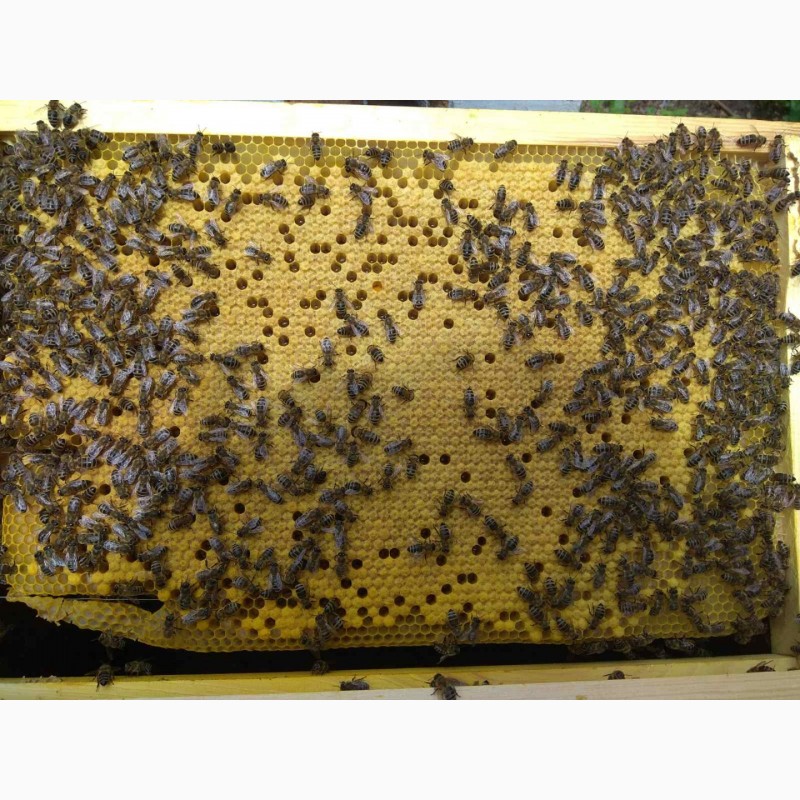 Фото 8. Продаж бджолопакетів та бджолосімей КАРНІКА