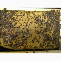 Продаж бджолопакетів та бджолосімей КАРНІКА