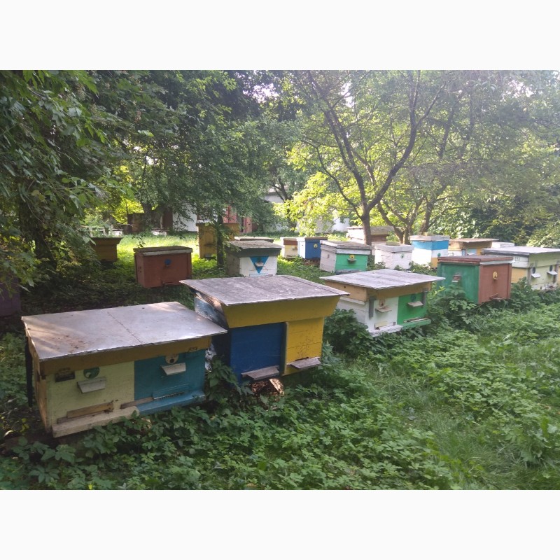 Фото 5. Продаж бджолопакетів та бджолосімей КАРНІКА