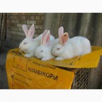 Кролики Серебристый, Белый панон, Калифорнийская