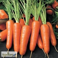 Куплю оптом моркву
